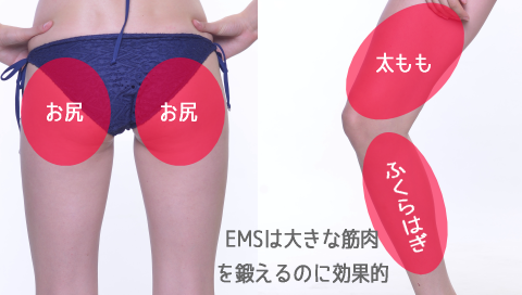 EMS�͑�����,�ӂ���͂�,���K�ȂǑ傫�ȋؓ��Ɍ��ʓI